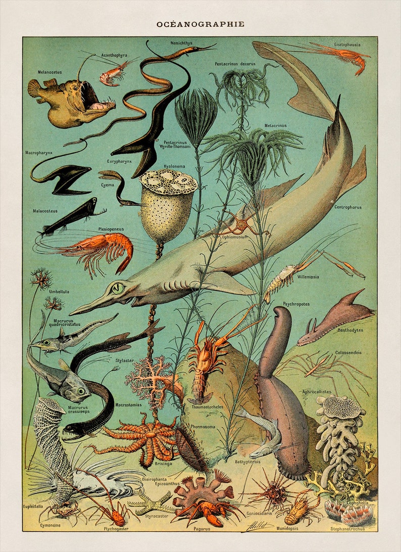 May include: A vintage educational illustration depicting various marine life, including fish, crustaceans, and invertebrates. The illustration is labelled with scientific names in French, such as "Centrophorus", "Plesiopeneus", and "Hyalonema".