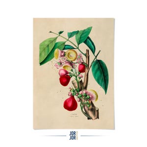 Java Apple Tree Print: Tropical Fruit Botanical Illustration Art, FDA47