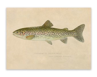 Steelhead Salmon Trout Fish Print, Vintage Style Reproduction, SFD06