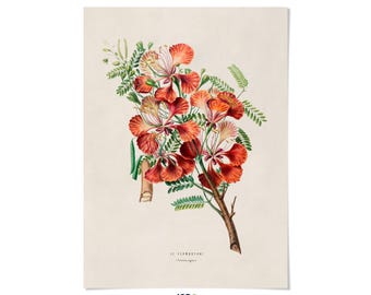 Royal Poinciana Tree Flower Print: Red Floral Botanical Illustration, FDA78