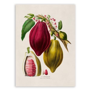 Cocoa Tree Chocolate PlantPrint, Vintage Style Botanical Illustration, Premium Reproduction, FDA83