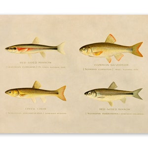 Creek Chub, Silverside, Minnow Fish Species Print, Angler Wildlife Home Decor, Vintage Style Reproduction SFD25