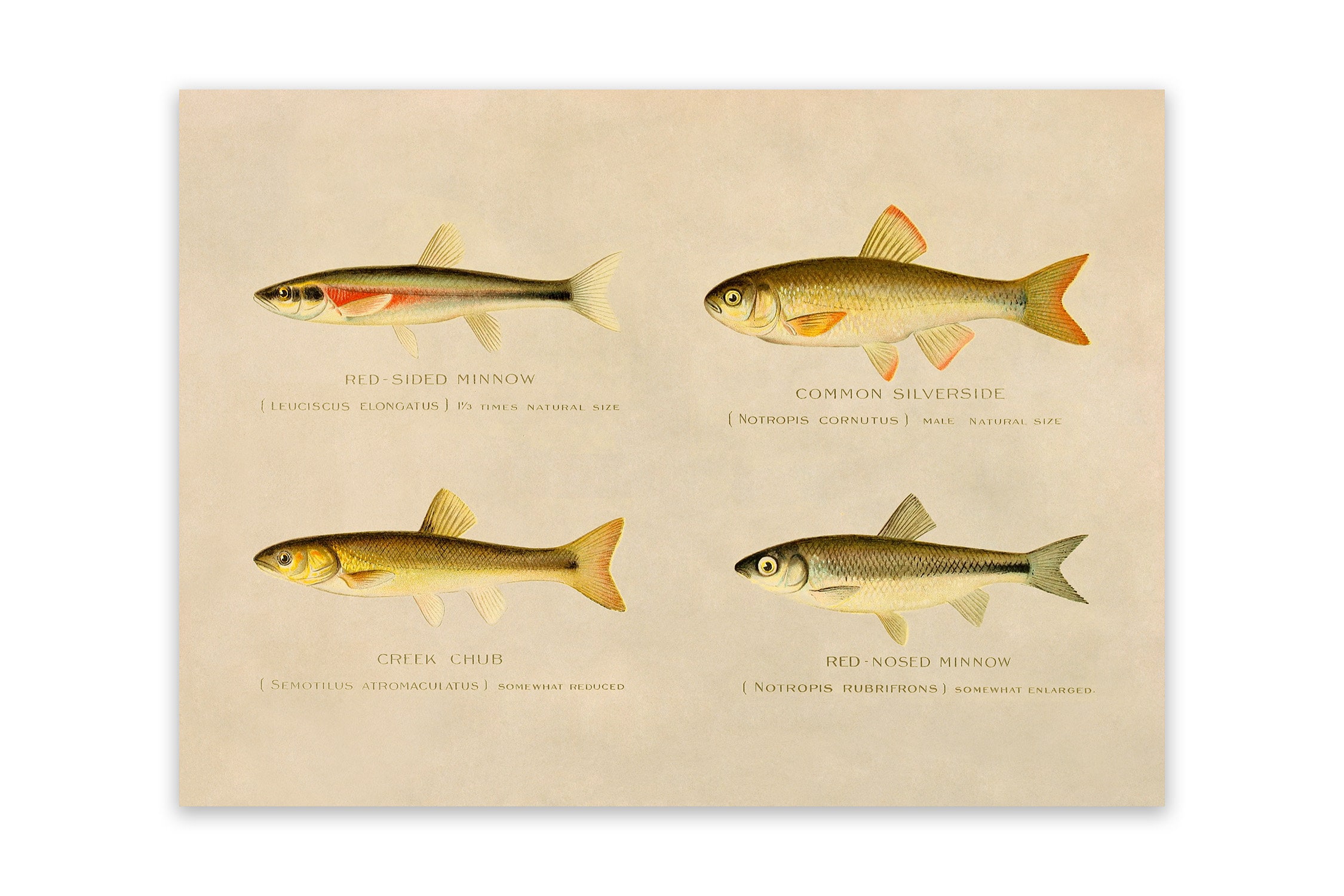 Creek Chub, Silverside, Minnow Fish Species Print, Vintage Style  Reproduction SFD25 