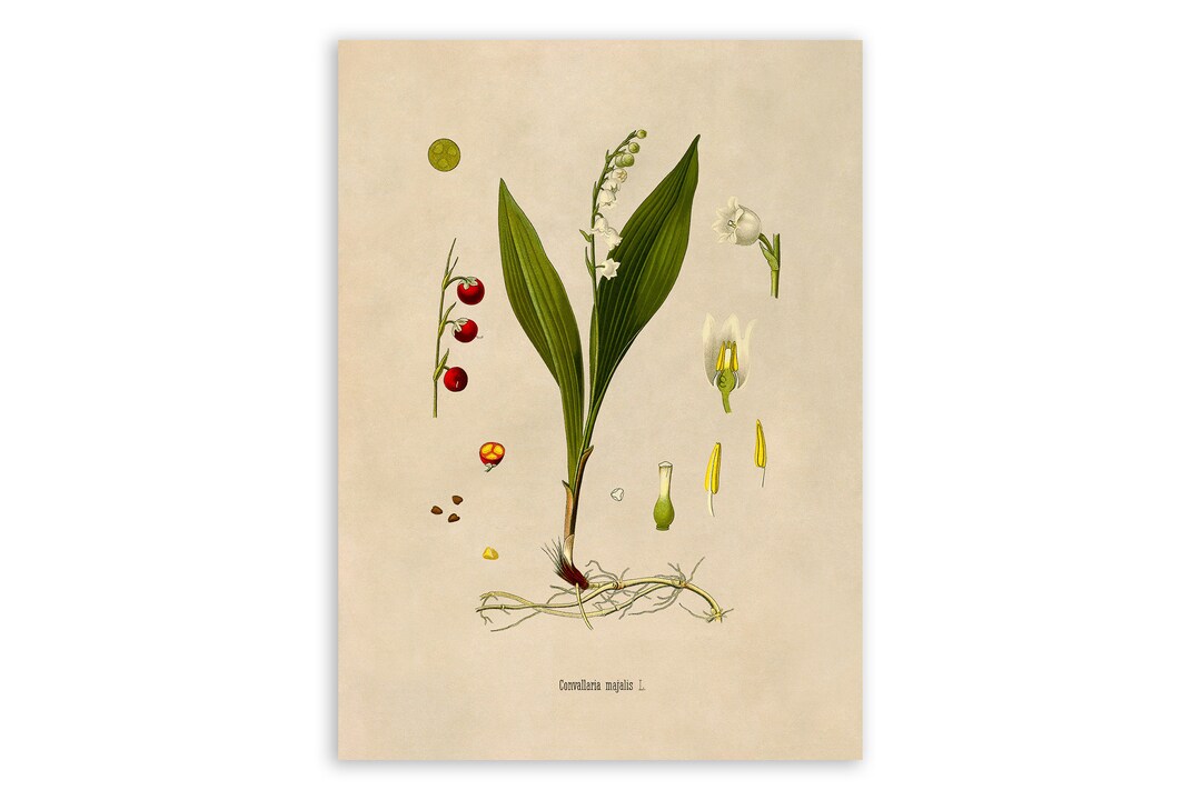 Lily of the Valley Plant Print, Medicinal Plants Botanical Illustration ...