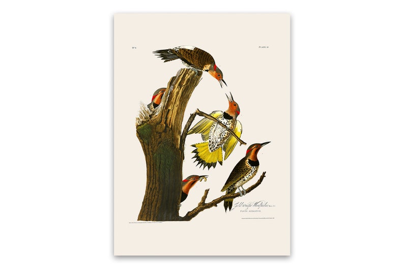 Northern Flicker Woodpecker Bird Poster Old Audubon Illustration AOB37