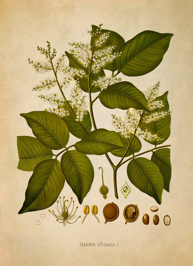Copaiba Balsam Plant Print, Medicinal Plants Botanical Illustration, Vintage Style Reproduction, MOBO 144 Vintage