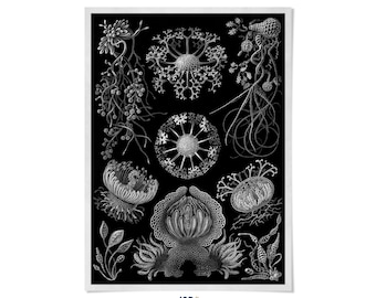 Ernst Haeckel Fungi Print: Vintage Biology Illustration, Nature Wall Art, NH10
