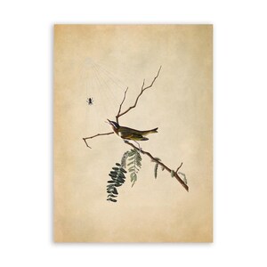 Red Eyed Vireo Bird Print, Vintage Style Audubon Poster, Birds Of America Illustration, AOB150