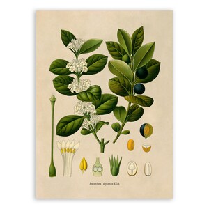 Arrow Posion Print, Medicinal Plants Botanical Illustration, Vintage Style Reproduction, MOBO 266