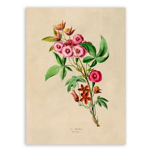 Jasmine Flower Print, Vintage Style Botanical Illustration