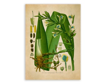 Cardamom Plant Print, Medicinal Plants Botanical Illustration, Vintage Style Reproduction, MOBO 159