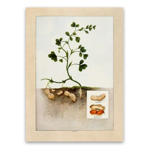 Peanut Plant Print, Old Peanuts Illustration, Kitchen Decor Poster, 1900s GEO85