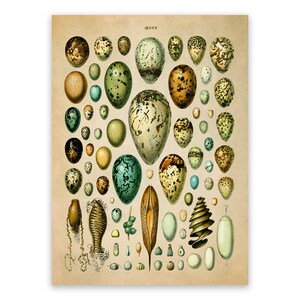 Egg Species Print, Vintage Style Egg Illustration, Adolphe Millot Bird Eggs Chart Poster, Eggs Specimen Artwork, AM21
