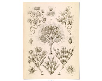Flagellata Organism Print: Ernst Haeckel Microbiology Illustration Art, NH36