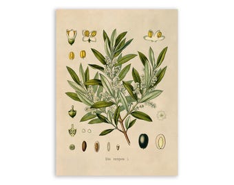 Peut inclure: Une impression botanique sur fond beige représentant une branche d'olivier centrale avec des feuilles vertes et des fleurs blanches. Autour de la branche se trouvent des illustrations détaillées de fleurs, de graines et d'une olive, notée Olea europaea L.