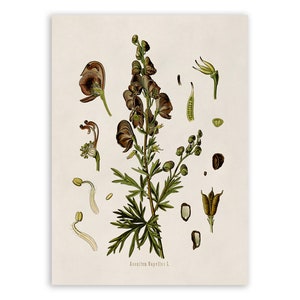 Monkshood Poison Plant Print, Medicinal Plants Botanical Illustration, Vintage Style Reproduction, MOBO 48