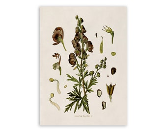 Monkshood Poison Plant Print, Medicinal Plants Botanical Illustration, Vintage Style Reproduction, MOBO 48