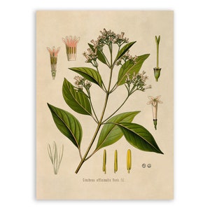 Quinine Plant Print, Medicinal Plants Botanical Illustration, Vintage Style Reproduction, MOBO 198