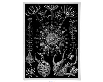 Ernst Haeckel Black & White Microorganisms Print: Vintage Biology Art, NH9