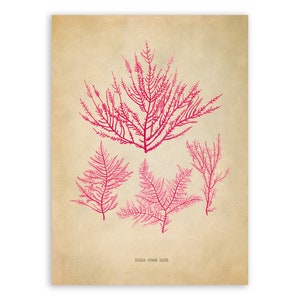 Red Algae Plant Plant Print, Medicinal Plants Botanical Illustration, Vintage Style Reproduction, MOBO 302