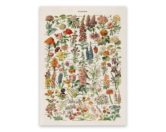 Adolphe Millot Flowers Chart: Vintage Botanical Art Print, AM06