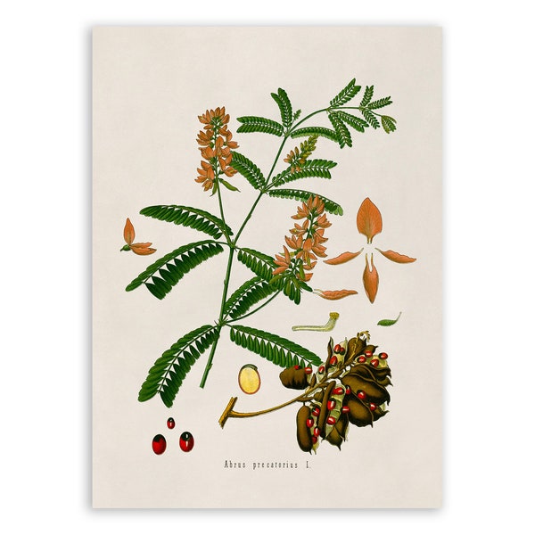 Rosary Pea Plant Print, Medicinal Plants Botanical Illustration,  Vintage Style Reproduction, MOBO 163