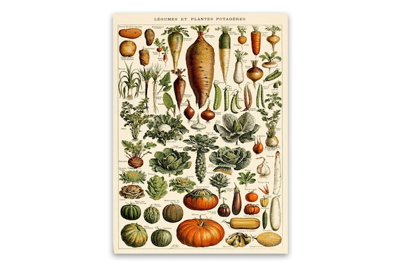 Vegetable Picture Chart