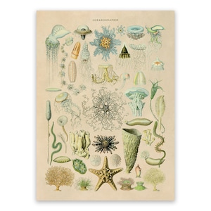 Oceanography Print, Vintage Style Marine Life Illustration, Adolphe Millot Biology Chart Poster, Ocean Plant Species Artwork, AM73