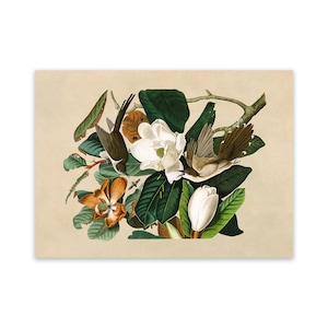 May include: A vintage botanical illustration depicting two brown birds perched on a branch with white magnolia flowers and green leaves.