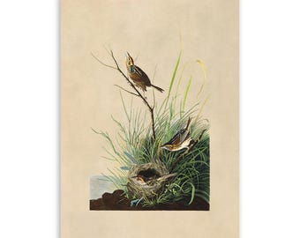 Impresión de gorrión de pantano salado de Audubon: Ilustración vintage de aves americanas, AOB149