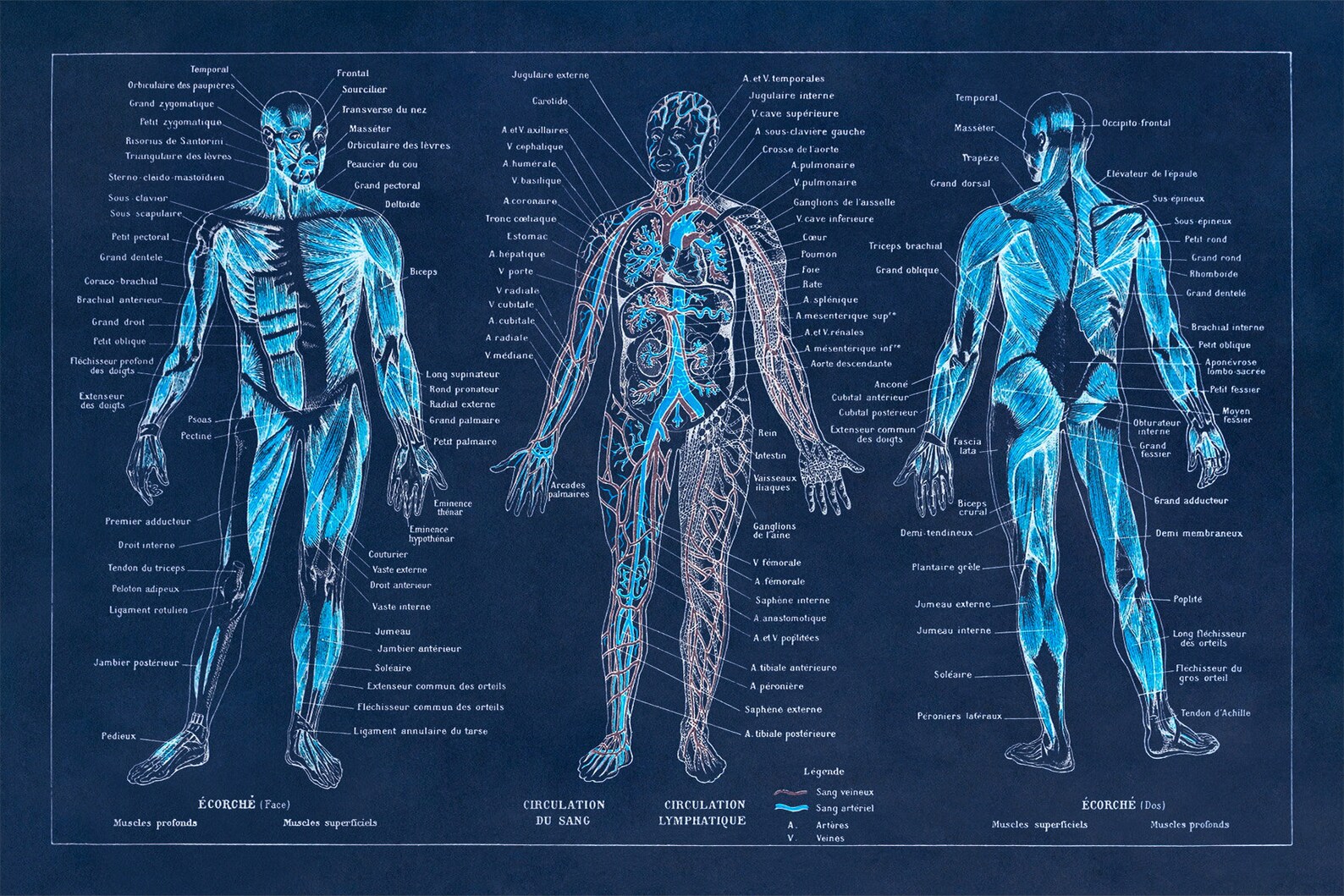 Human Anatomy Poster Muscular System Diagram Print Adolphe Etsy Human anatomy poster muscular system diagram print adolphe etsy