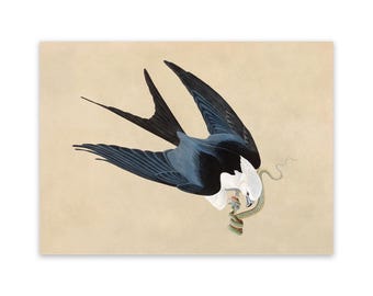 Swallow Tailed Kite Bird Print, Vintage Style Audubon Poster, Birds Of America Illustration, AOB71