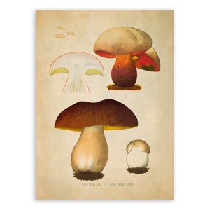 Porcini Bolete Mushroom Botanical Art Print Color Plate/ -  Portugal