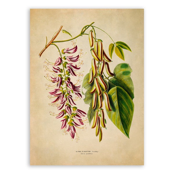 Lablab Plant Print, Vintage Style Botanical Illustration, Premium Reproduction, FDA187