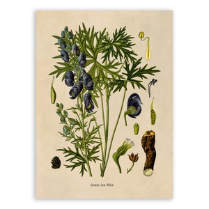 Indian Aconite Plant Print, Medicinal Plants Botanical Illustration, Vintage Style Reproduction, MOBO 270