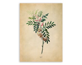 Vintage Botanical Print: Anil De Pasto Plant Illustration, FDA156