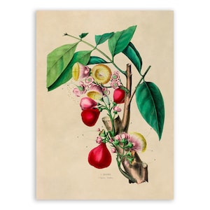 May include: A vintage botanical illustration of a guava tree branch with pink and yellow flowers and red fruit. The illustration is on a cream-coloured background.