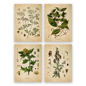 Dangerous Poison Plants Print set of 4, Deadly Plant Species Hemlock Henbane Strychnine Monkshood, Vintage Style Reproduction Prints COM11