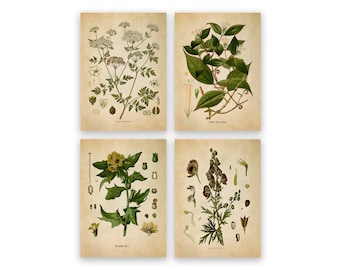 Deadly Plant Species Print Set of 4, Vintage Poison Botanical Illustration Art