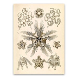 Ocean Invertebrates Illustration, Vintage Style Ernst Haeckel Scientific Biology Print, Marine Life Art, Nautical Wall Decor, NH97