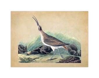 Hudsonian Whimbrel Curlew Print, Vintage Style Audubon Shorebird Poster, Birds Of America Illustration, AOB231