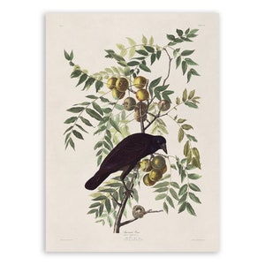 American Crow Bird Print, Vintage Style Audubon Poster, Birds Of America Illustration,  AOB156