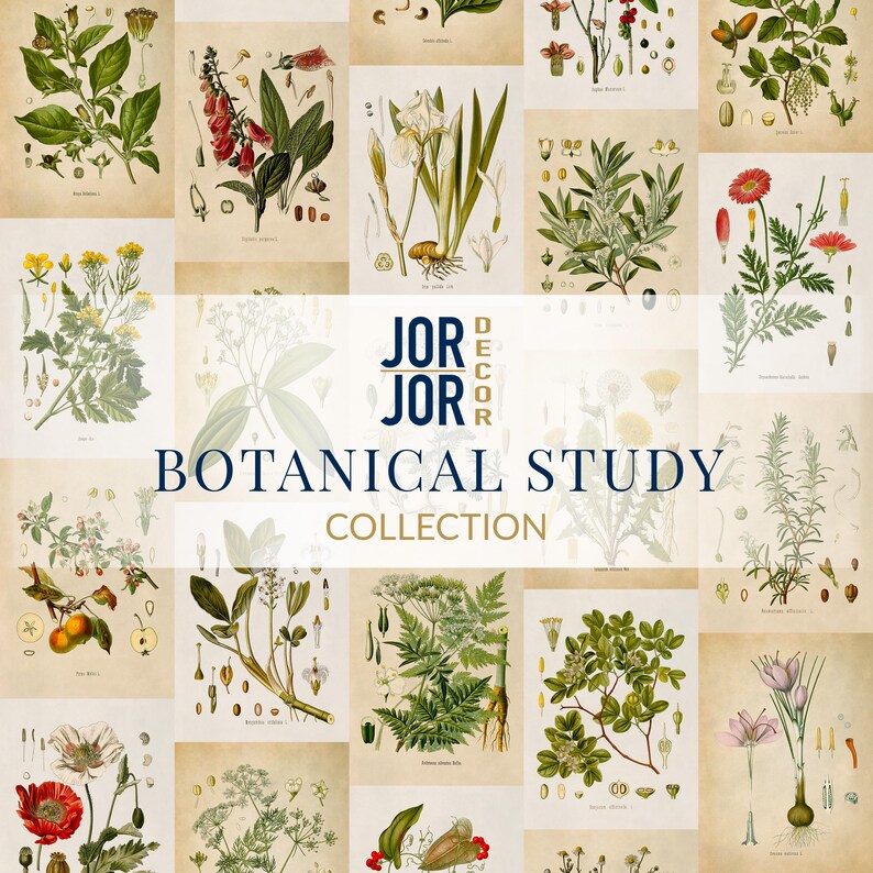 The image is a collage of botanical illustrations from the "Jor Jor Botanical Study Collection", featuring various plant species and their parts.