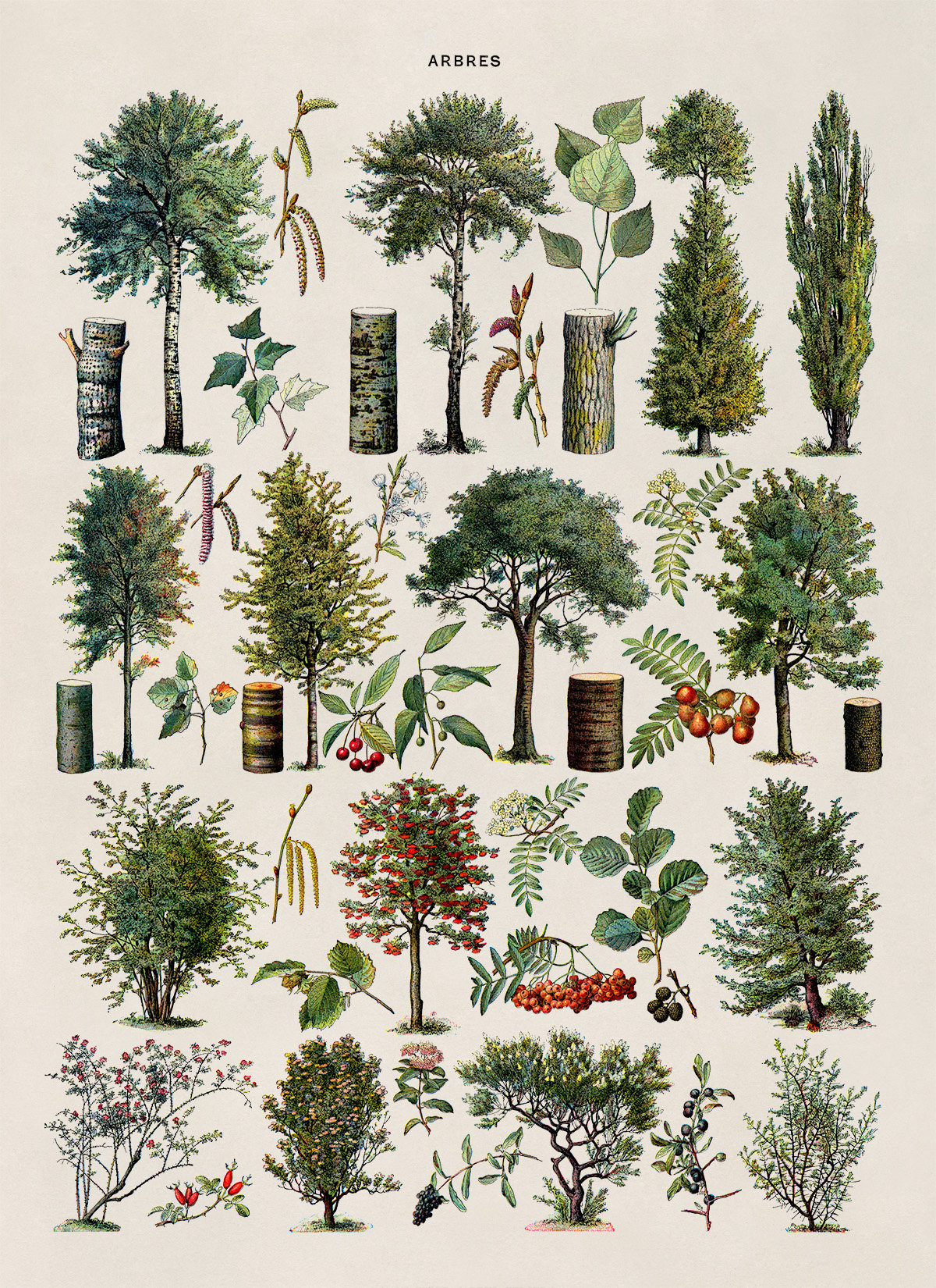 Forrest Tree Species Chart, Scientific Botany Illustration, AM77 - Etsy