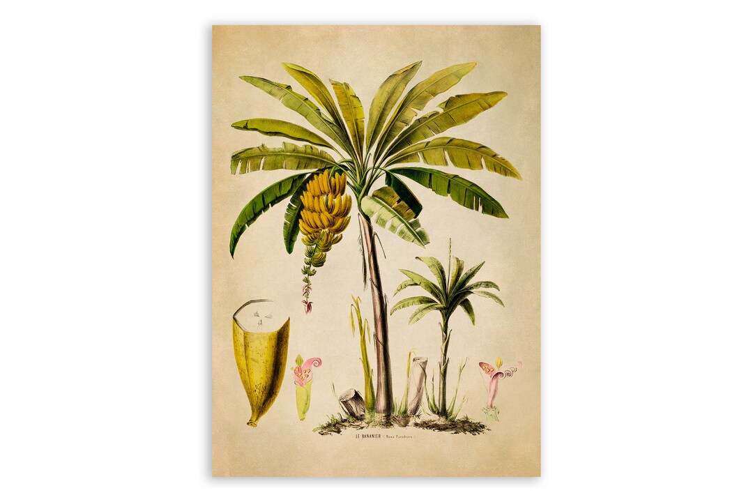 Banana Tree Fruit Print, Vintage Style Botanical Illustration, Premium