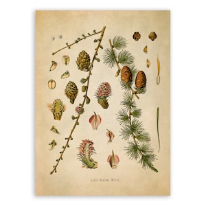 European Larch Tree Print, Medicinal Plants Botanical Illustration, Vintage Style Reproduction, MOBO 177