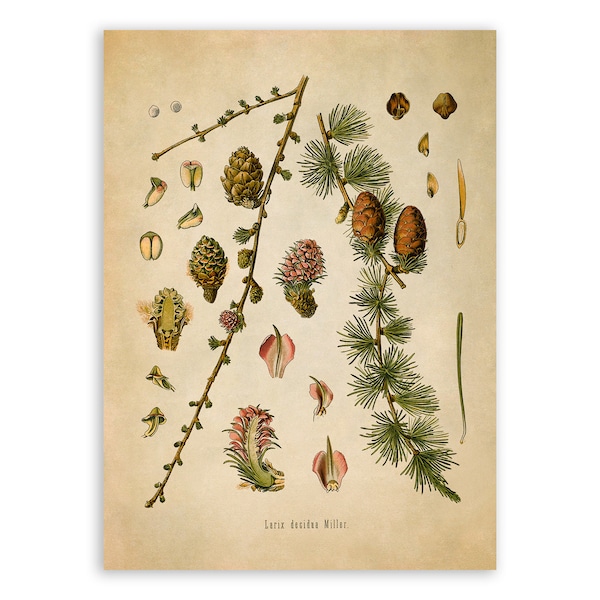 European Larch Tree Print, Medicinal Plants Botanical Illustration,  Vintage Style Reproduction, MOBO 177