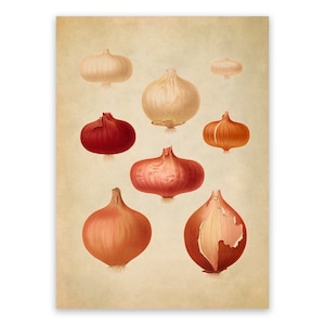 Onion Types Print, Garden Vegetable Themed Food Art, Premium Vintage Style Reproduction, EB13