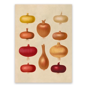 Onion Variety Kitchen Print, Garden Vegetable Themed Food Art, Premium Vintage Style Reproduction, EB25