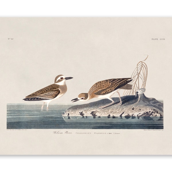Wilsons Plover Bird Print, Vintage Style Audubon Poster, Birds Of America Illustration,  AOB199